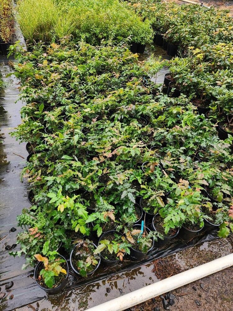 Locally grown nursery plant photo 50 at The Nursery Outlet