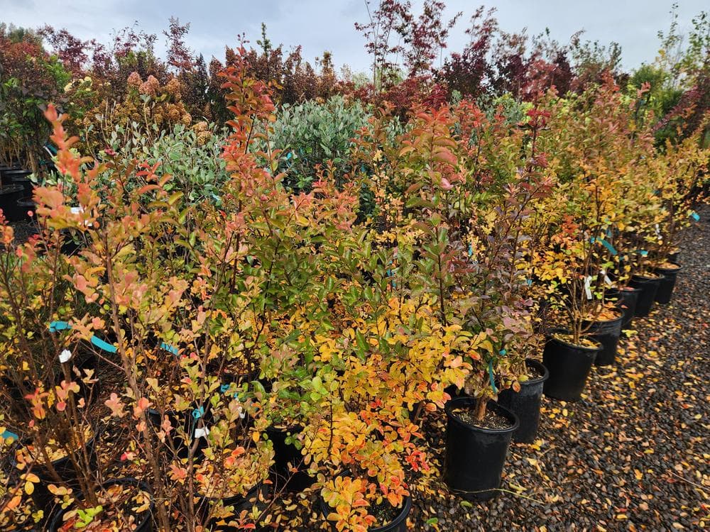 Locally grown nursery plant photo 51 at The Nursery Outlet