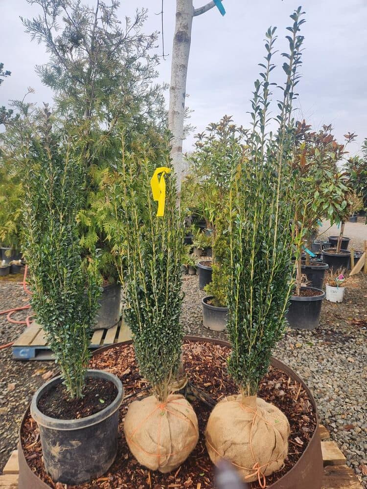 Locally grown nursery plant photo 52 at The Nursery Outlet