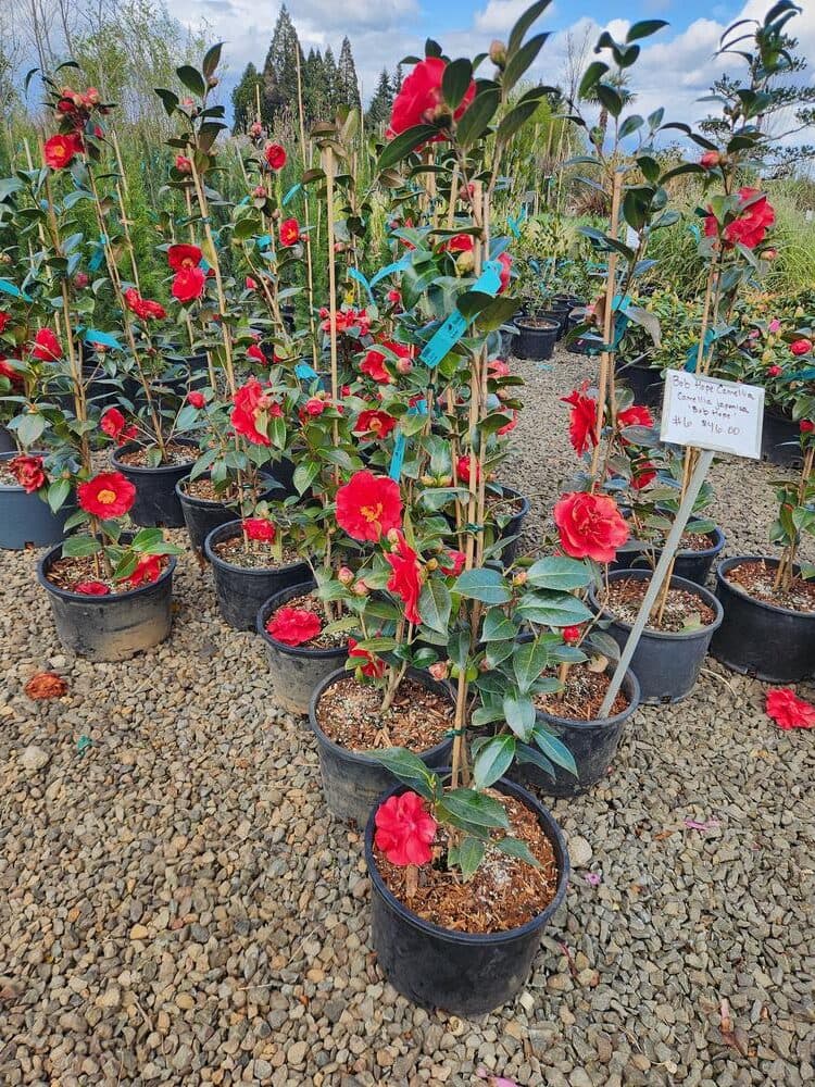 Locally grown nursery plant photo 53 at The Nursery Outlet