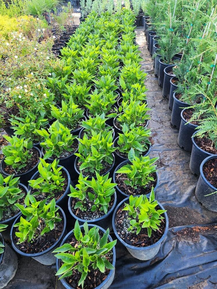 Locally grown nursery plant photo 54 at The Nursery Outlet