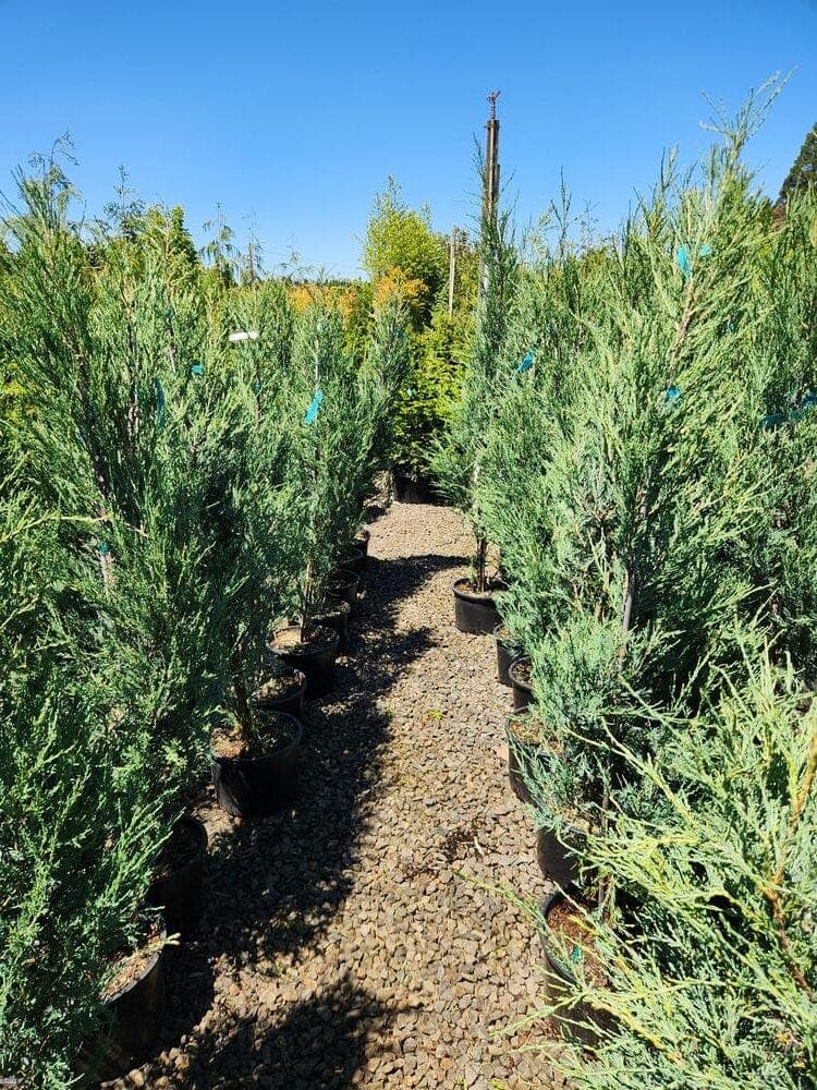 Locally grown nursery plant photo 56 at The Nursery Outlet