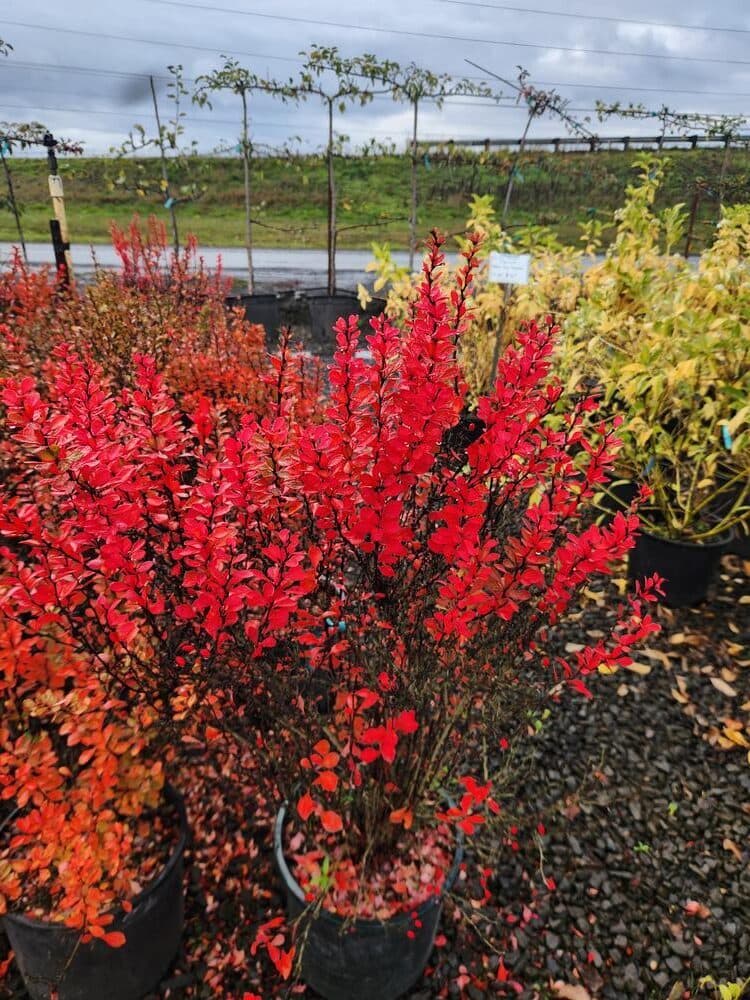 Locally grown nursery plant photo 57 at The Nursery Outlet