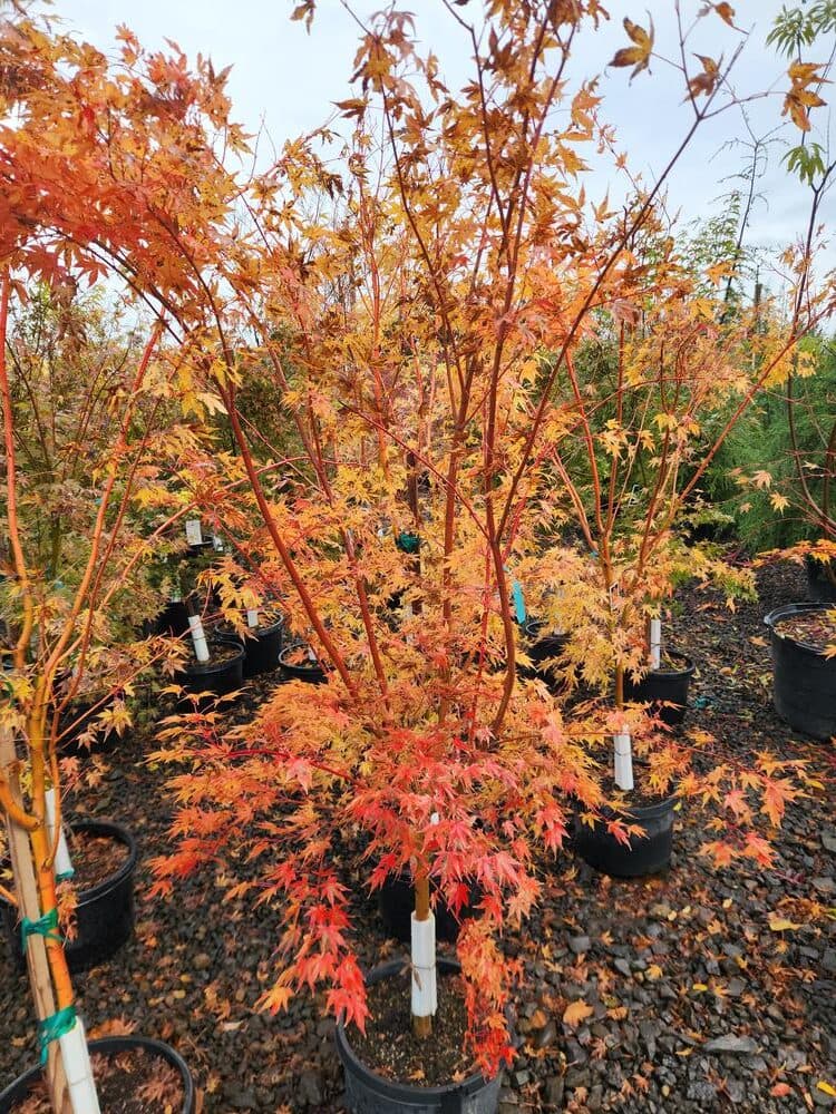 Locally grown nursery plant photo 58 at The Nursery Outlet