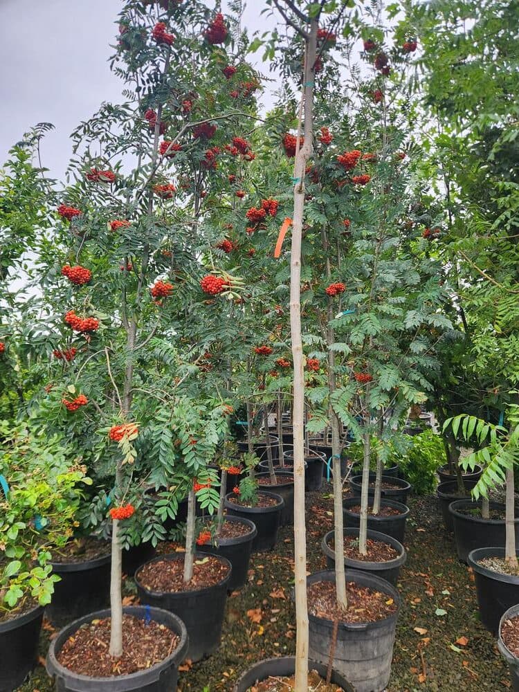 Locally grown nursery plant photo 59 at The Nursery Outlet