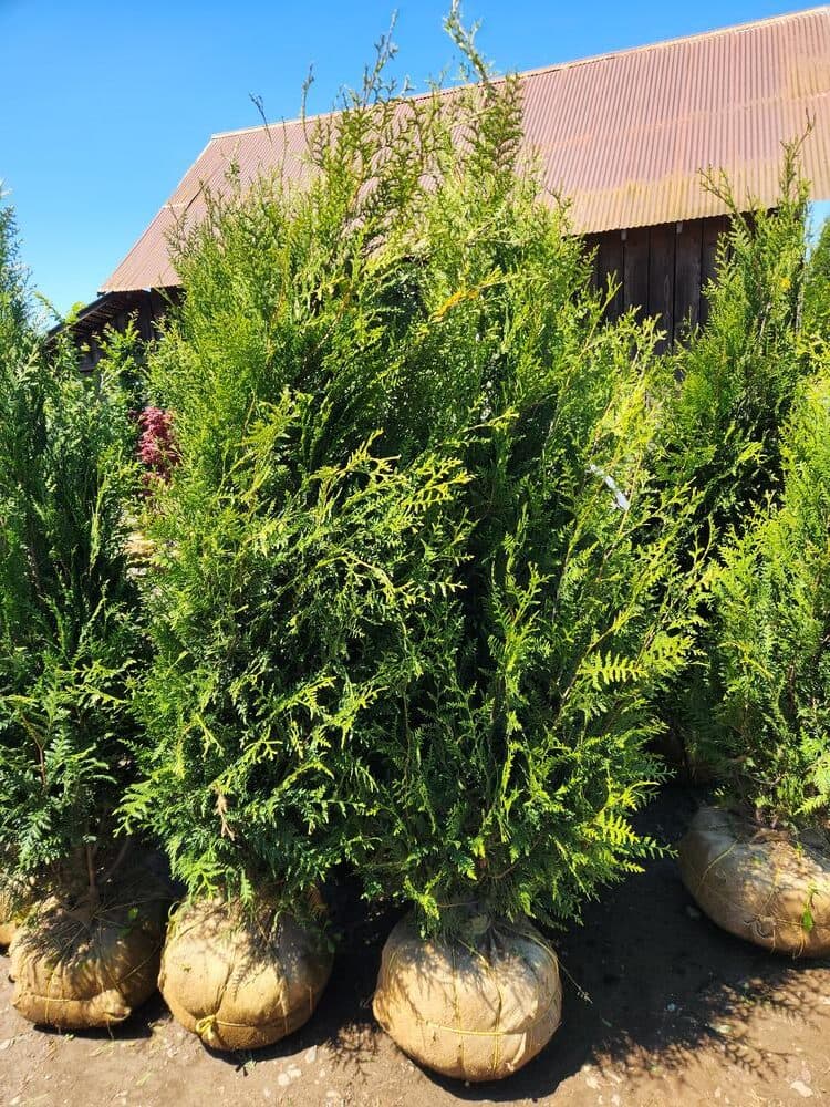 Locally grown nursery plant photo 60 at The Nursery Outlet