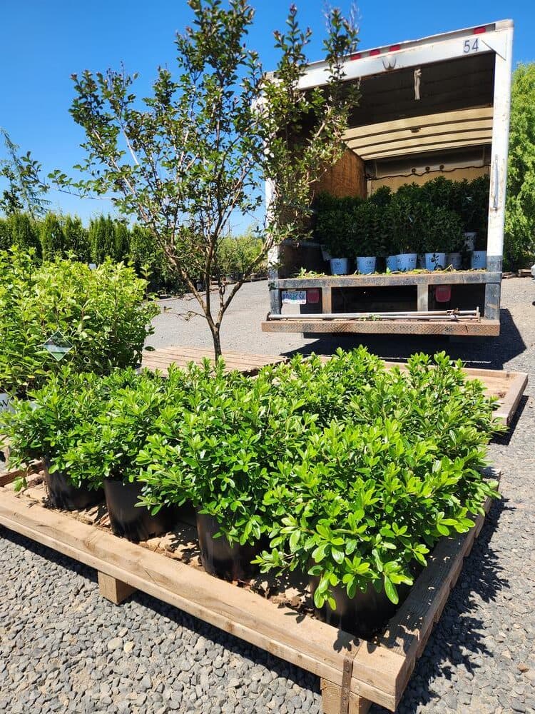 Locally grown nursery plant photo 61 at The Nursery Outlet