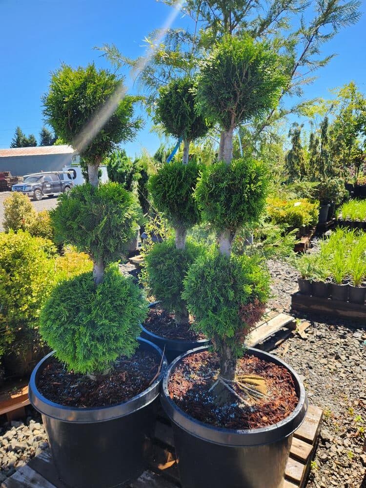Locally grown nursery plant photo 63 at The Nursery Outlet