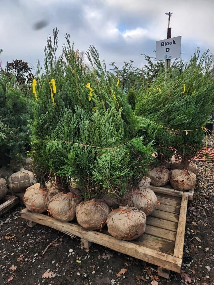 Locally grown nursery plant photo 65 at The Nursery Outlet