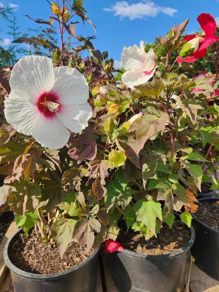 Locally grown nursery plant photo 66 at The Nursery Outlet