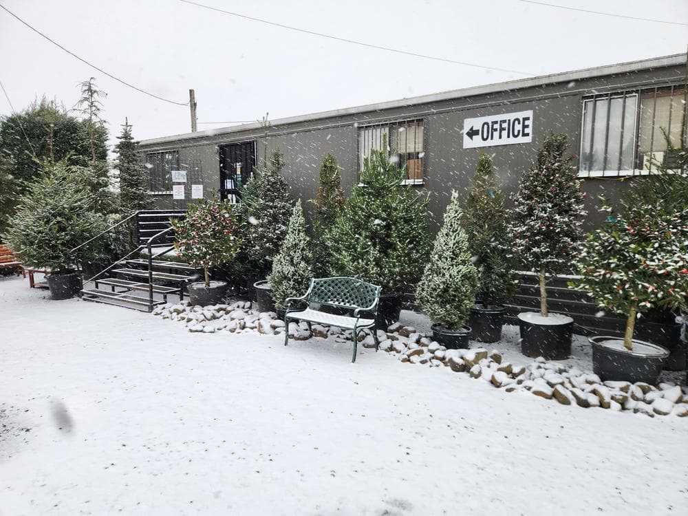Locally grown nursery plant photo 7 at The Nursery Outlet