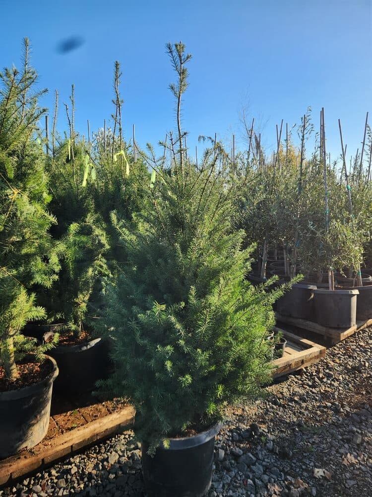 Locally grown nursery plant photo 70 at The Nursery Outlet