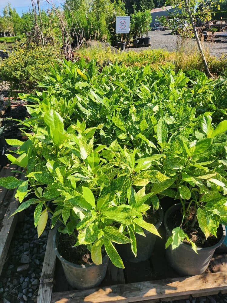 Locally grown nursery plant photo 73 at The Nursery Outlet