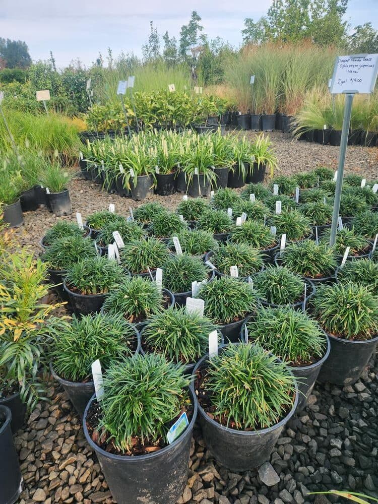 Locally grown nursery plant photo 74 at The Nursery Outlet
