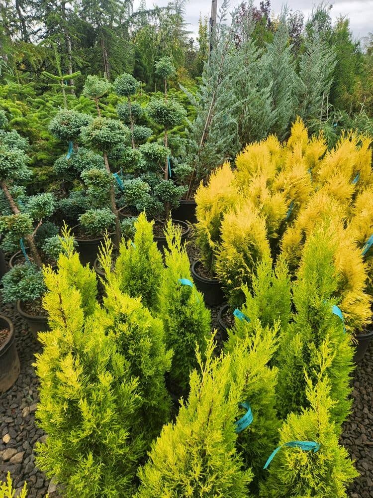 Locally grown nursery plant photo 75 at The Nursery Outlet