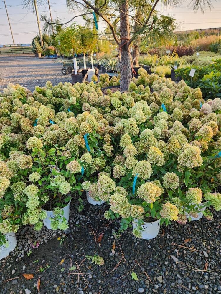 Locally grown nursery plant photo 78 at The Nursery Outlet