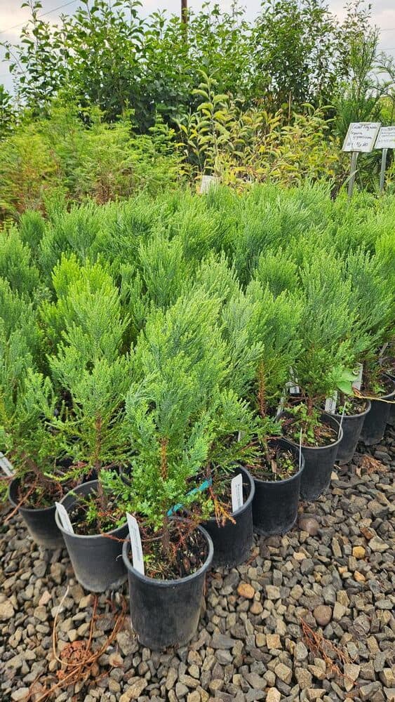 Locally grown nursery plant photo 80 at The Nursery Outlet