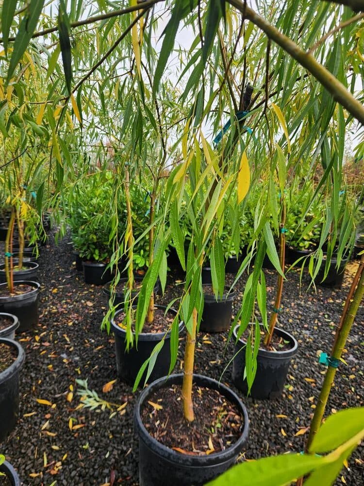 Locally grown nursery plant photo 81 at The Nursery Outlet