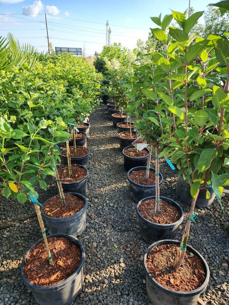 Locally grown nursery plant photo 83 at The Nursery Outlet