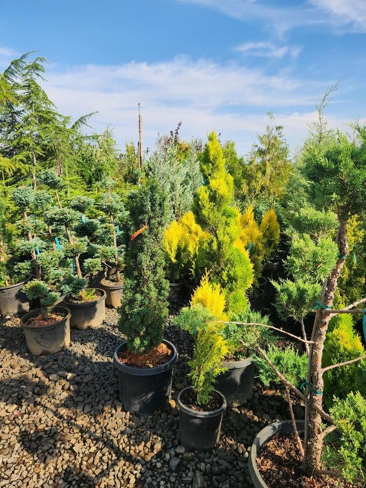 Locally grown nursery plant photo 85 at The Nursery Outlet