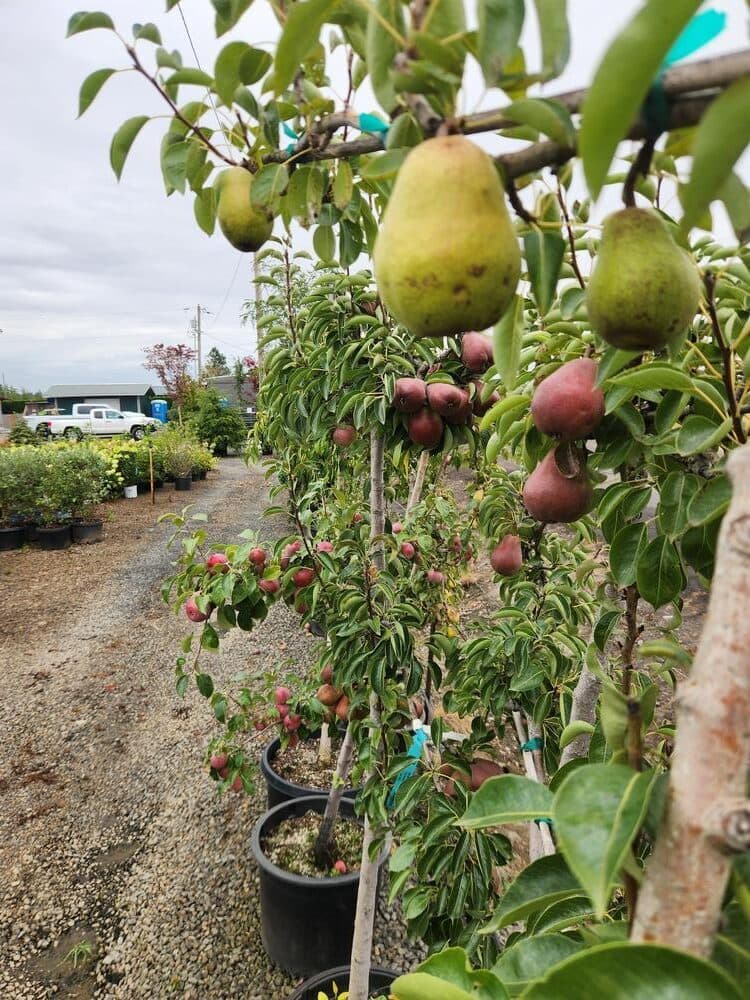 Locally grown nursery plant photo 88 at The Nursery Outlet
