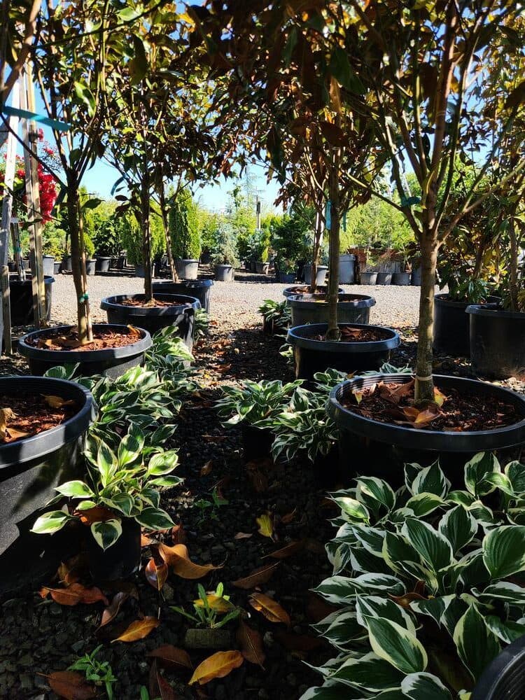 Locally grown nursery plant photo 90 at The Nursery Outlet