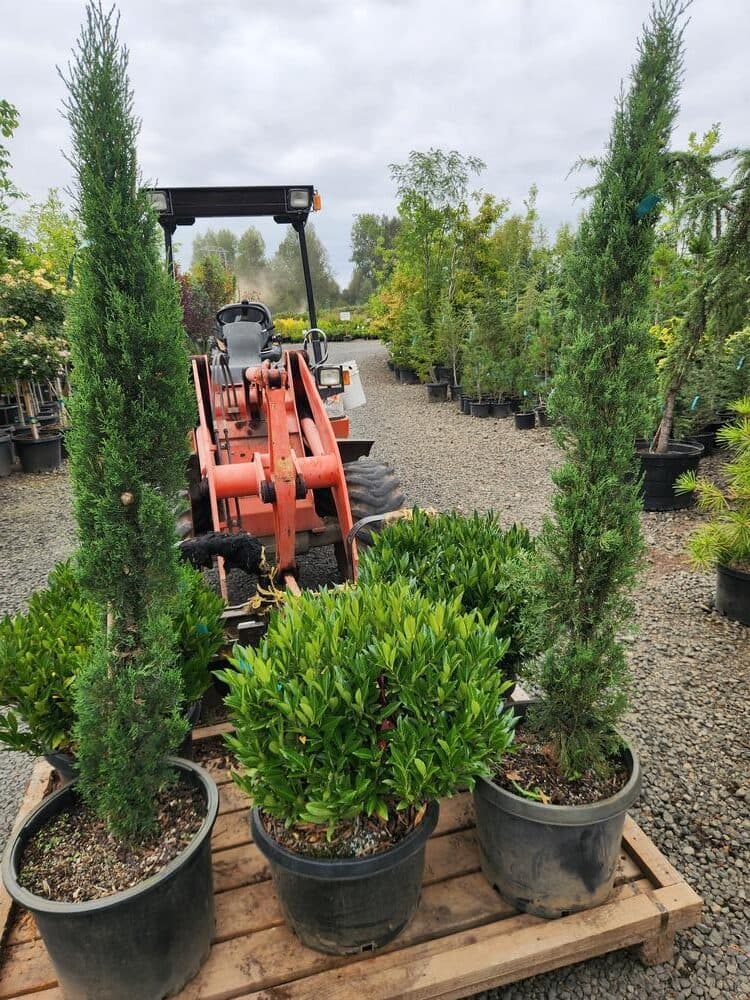 Locally grown nursery plant photo 93 at The Nursery Outlet