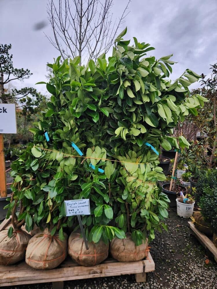 Locally grown nursery plant photo 94 at The Nursery Outlet