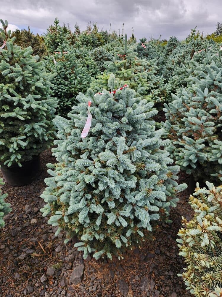 Locally grown nursery plant photo 96 at The Nursery Outlet