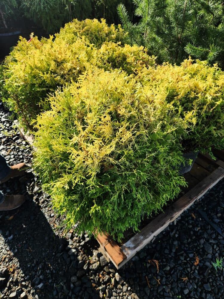 Locally grown nursery plant photo 97 at The Nursery Outlet