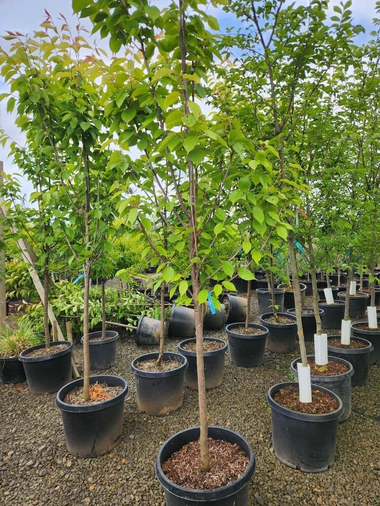 Locally grown nursery plant photo 98 at The Nursery Outlet