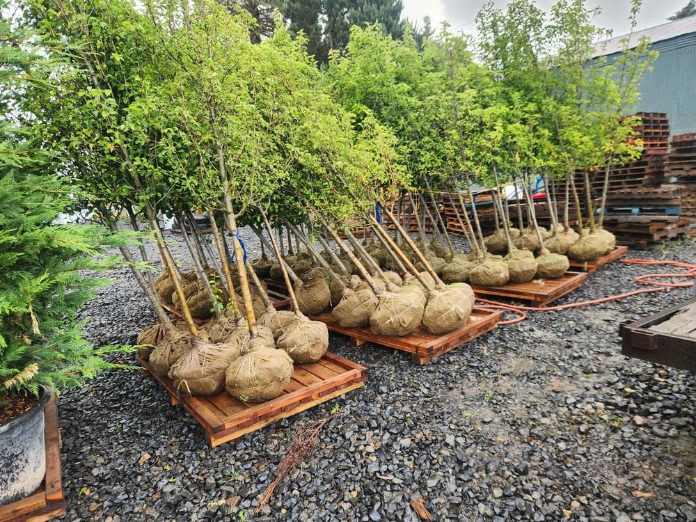 Locally grown nursery plant photo 99 at The Nursery Outlet
