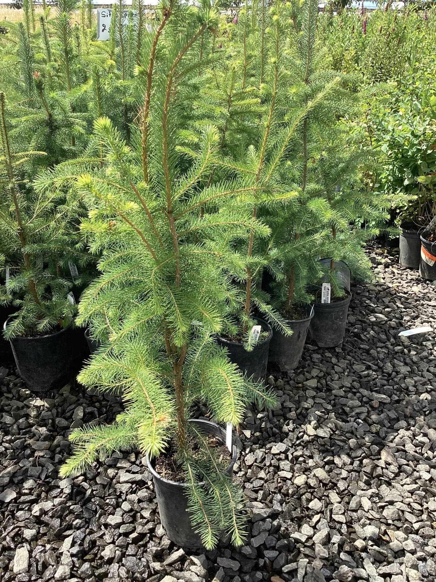 Shade and specimen trees at The Nursery Outlet - Photo 1