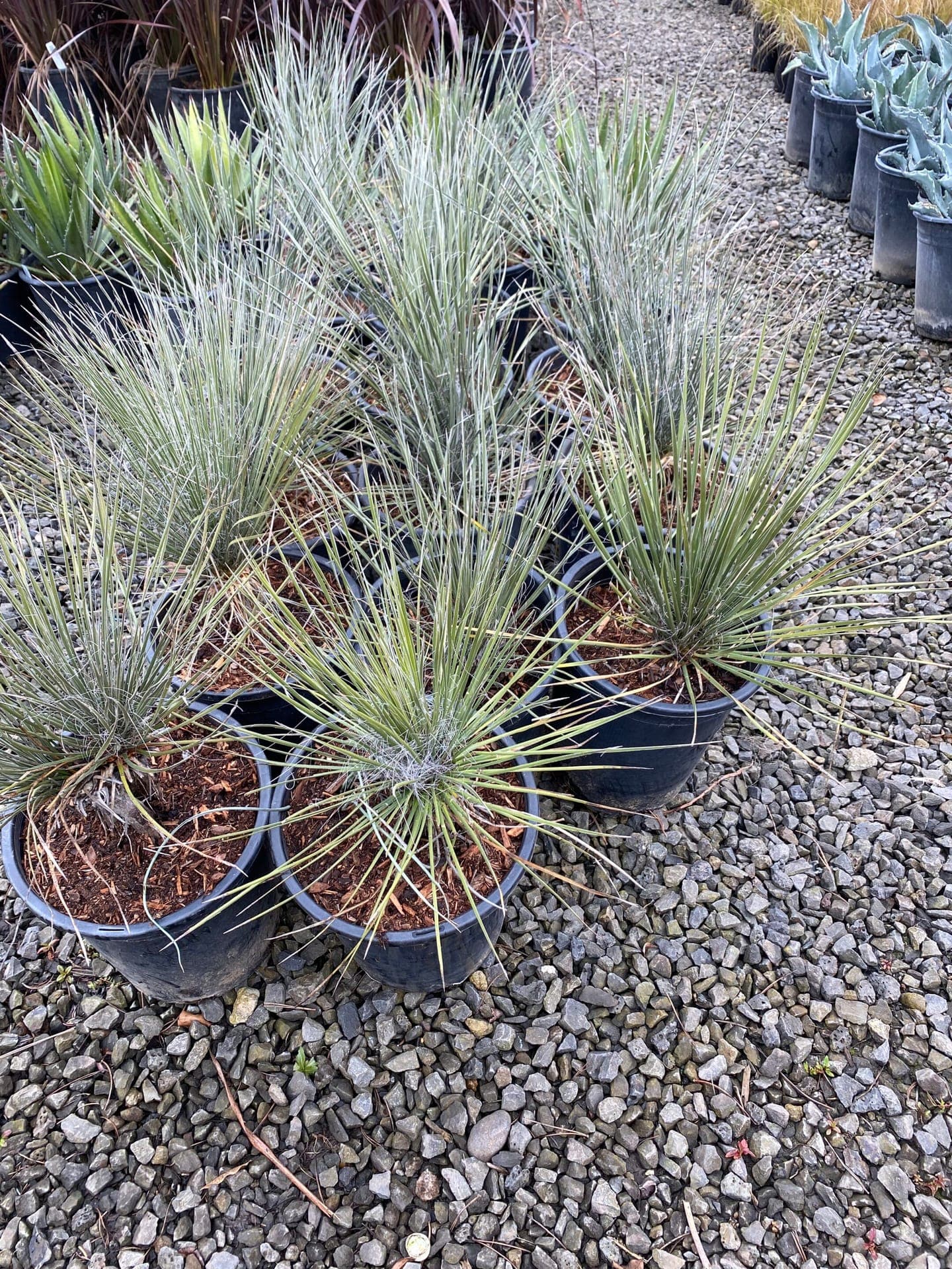 Shade and specimen trees at The Nursery Outlet - Photo 3