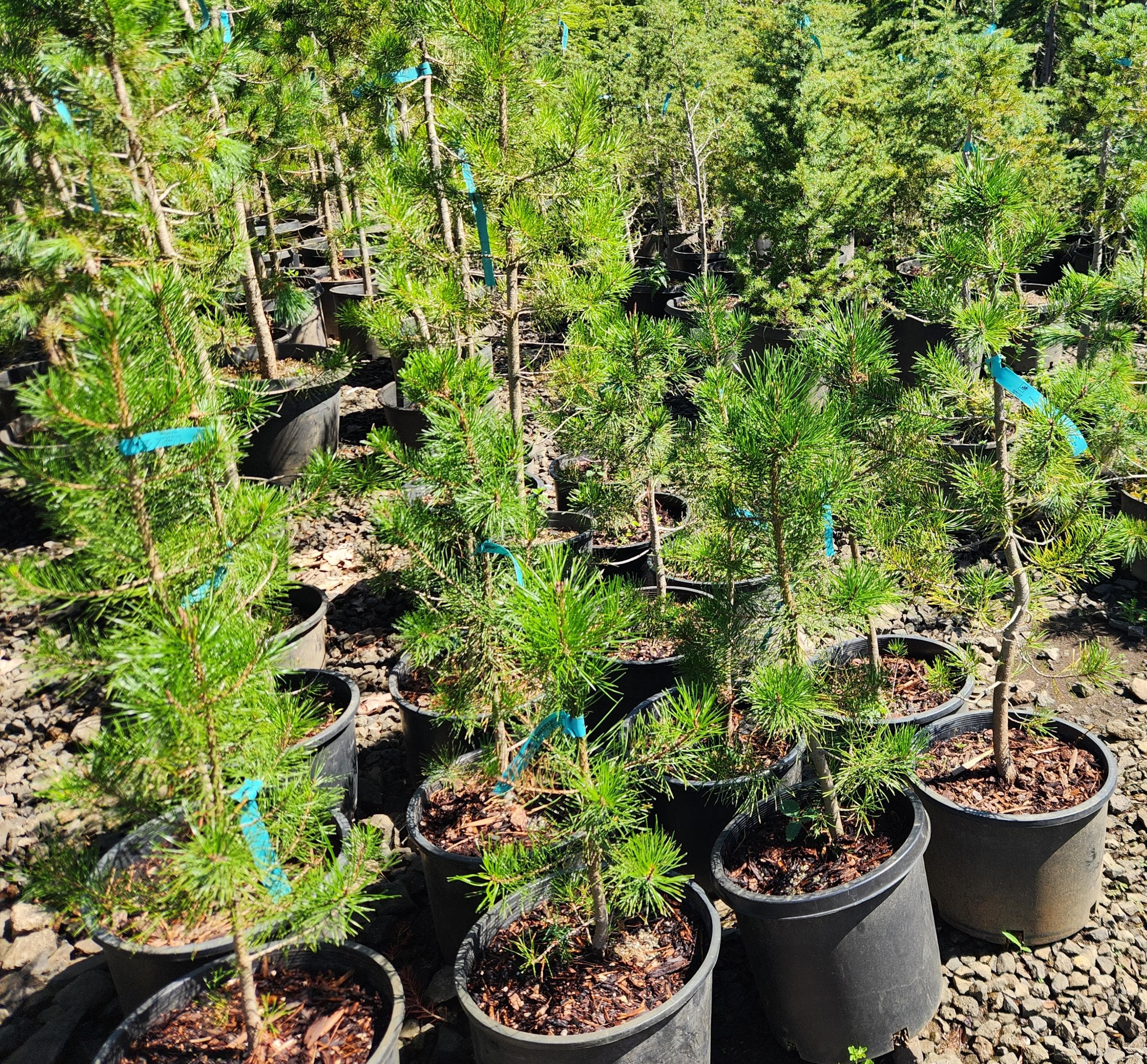 Shade and specimen trees at The Nursery Outlet - Photo 4