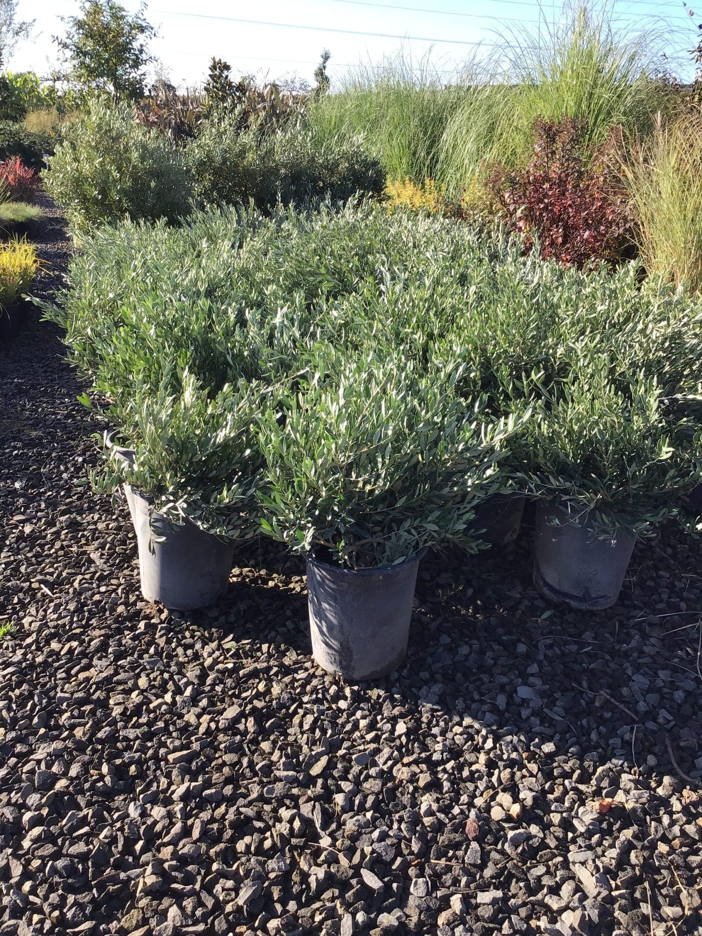 Flowering shrubs and native plants at The Nursery Outlet - Photo 13