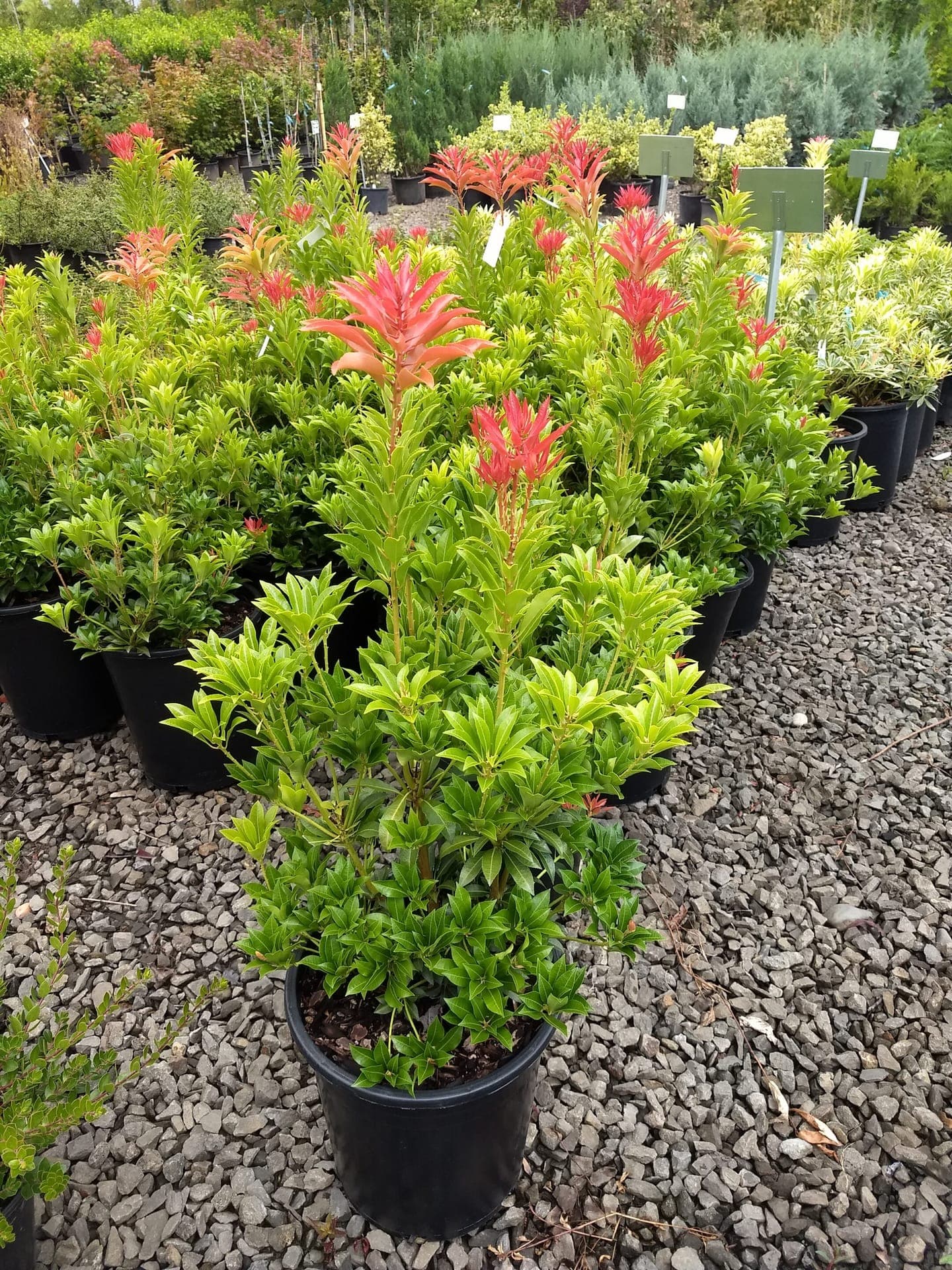 Flowering shrubs and native plants at The Nursery Outlet - Photo 14
