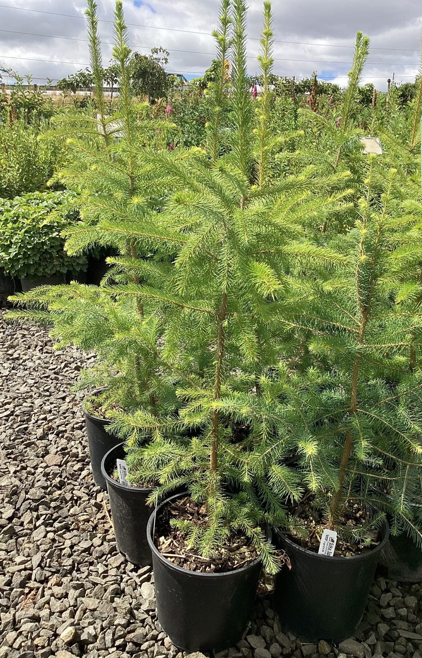 Flowering shrubs and native plants at The Nursery Outlet - Photo 15