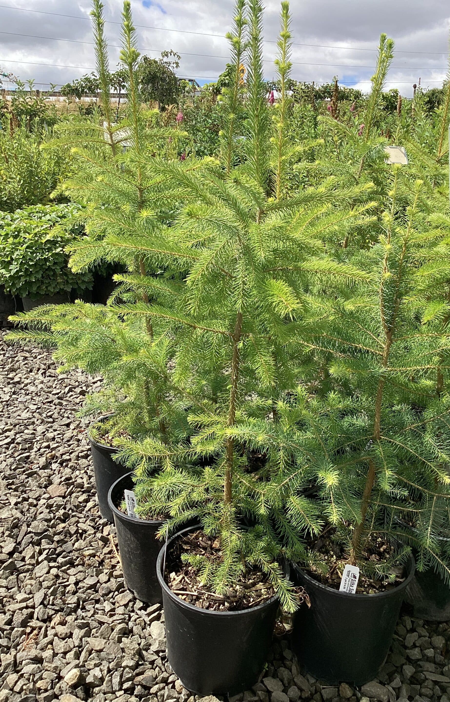 Flowering shrubs and native plants at The Nursery Outlet - Photo 15