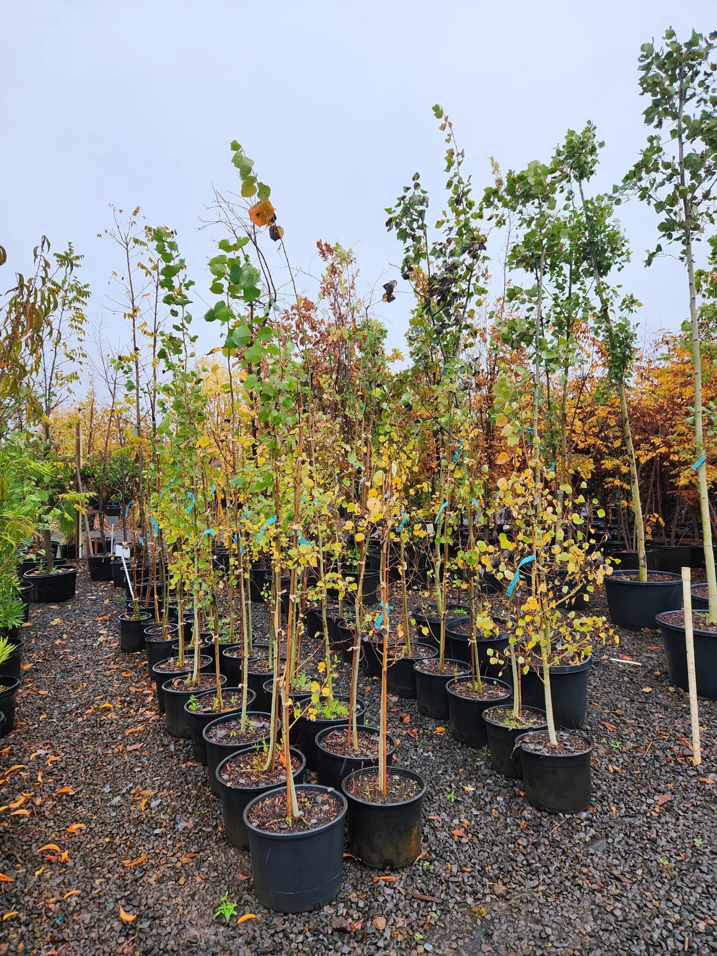 Flowering shrubs and native plants at The Nursery Outlet - Photo 16