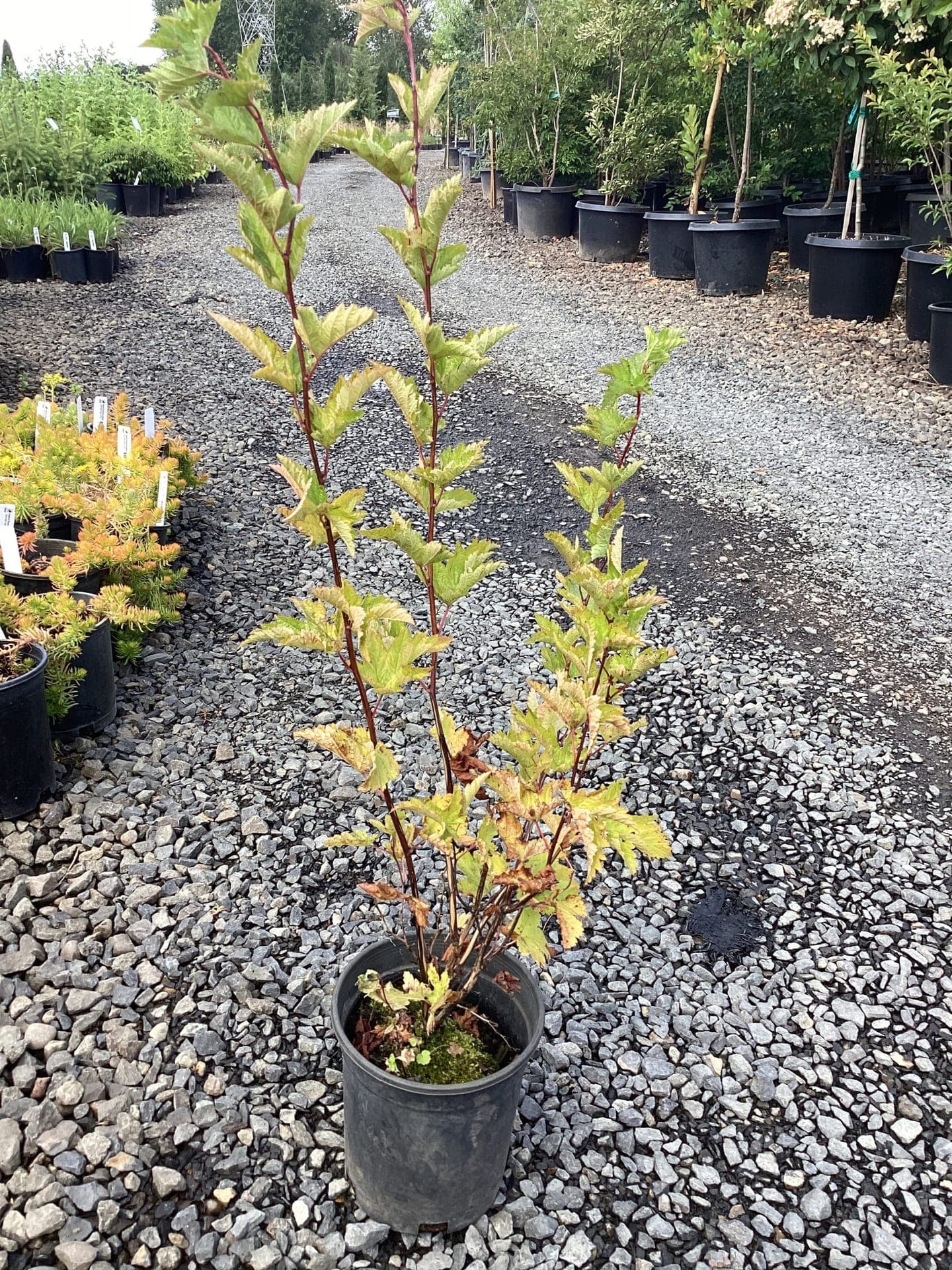 Flowering shrubs and native plants at The Nursery Outlet - Photo 17