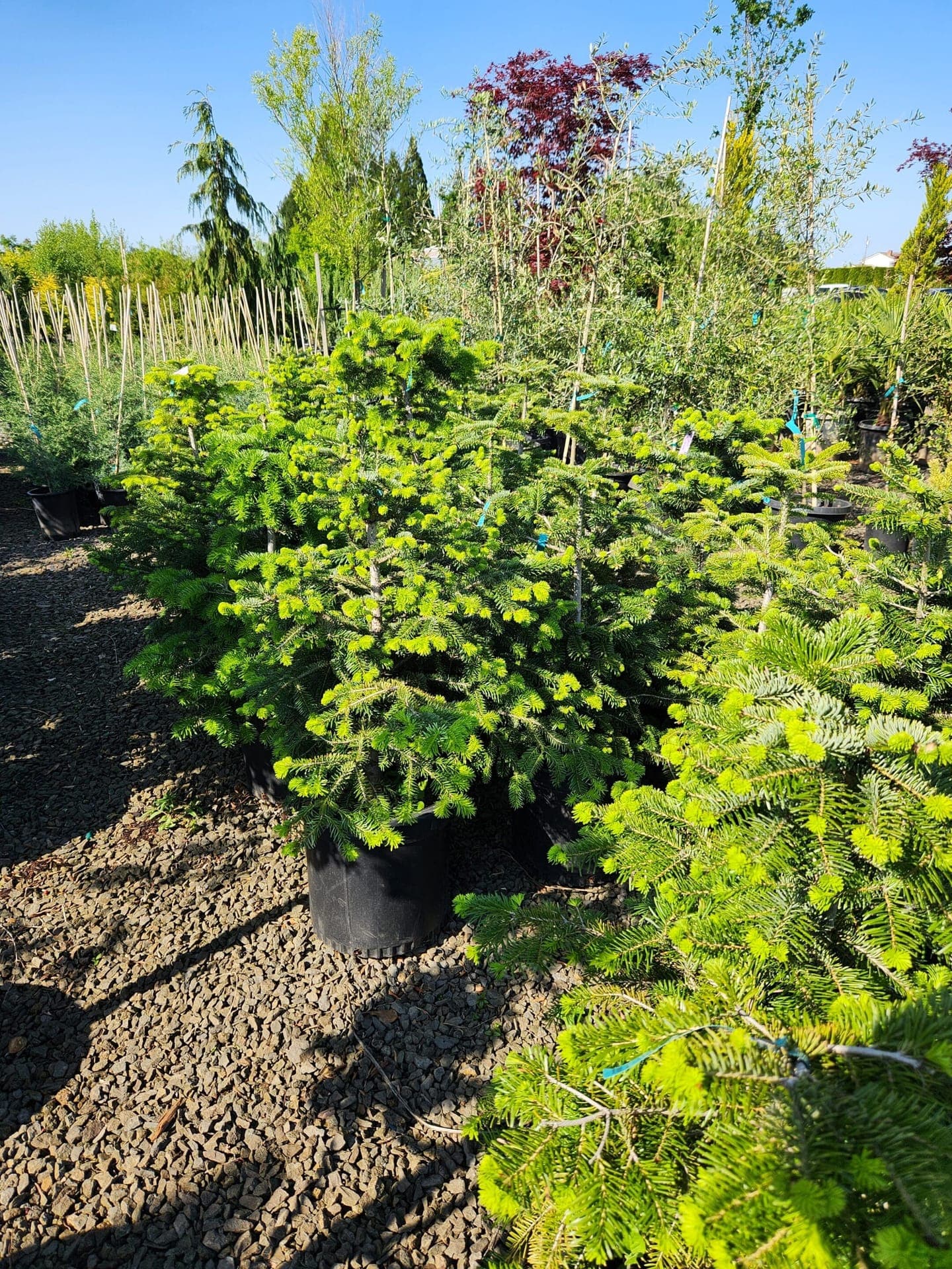 Flowering shrubs and native plants at The Nursery Outlet - Photo 18