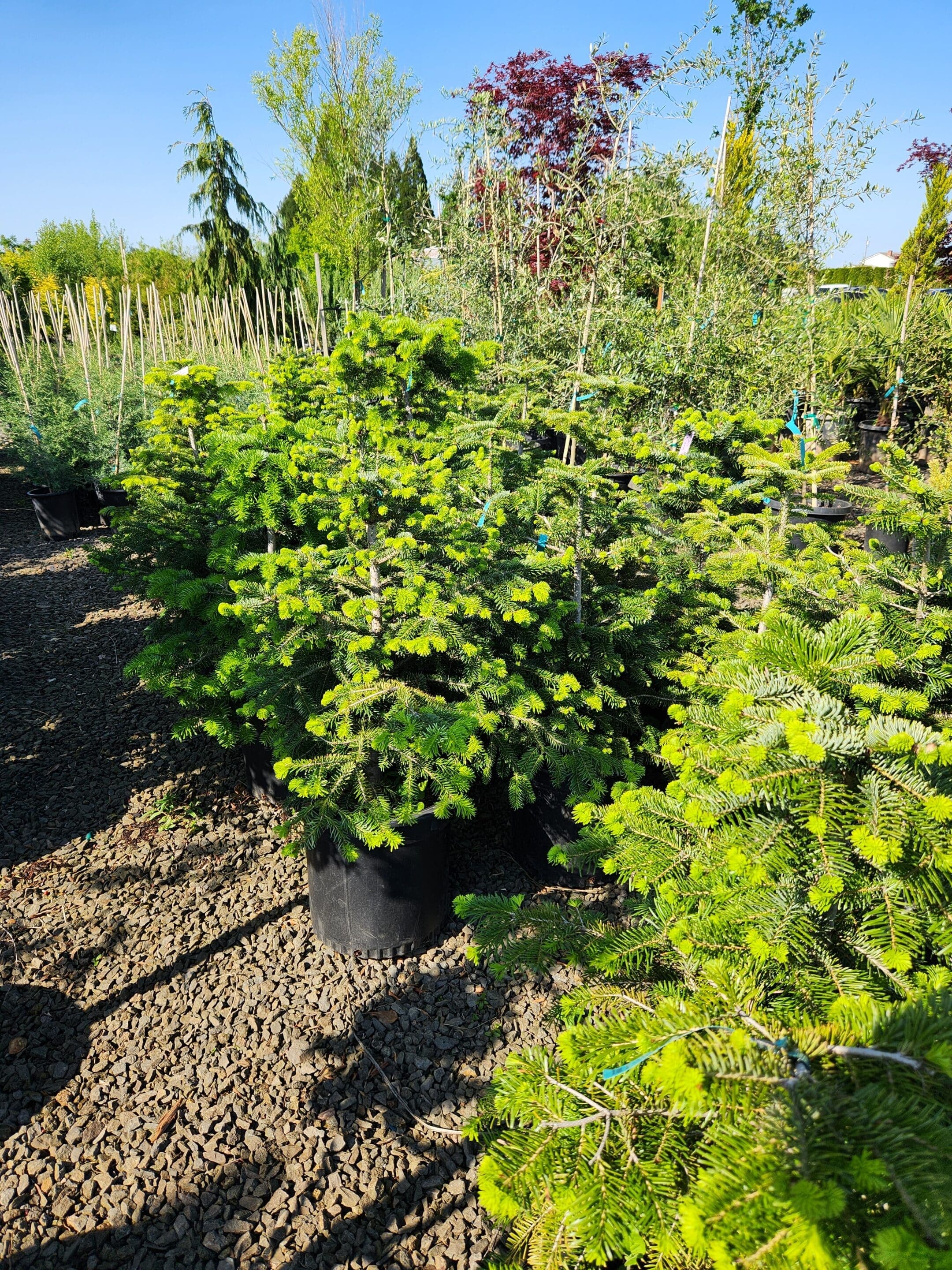 Flowering shrubs and native plants at The Nursery Outlet - Photo 18