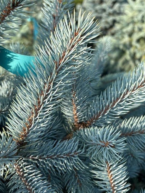 How to Identify Oregon Tree Species background