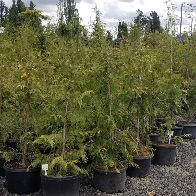 Fastest Growing Oregon Privacy Trees