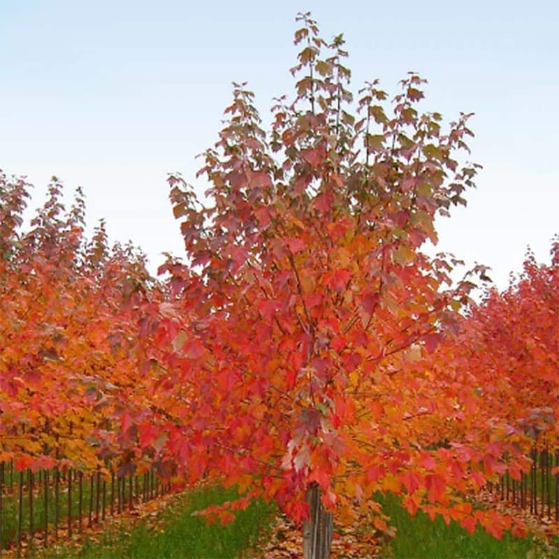 Best Oregon Trees for Birds & Wildlife