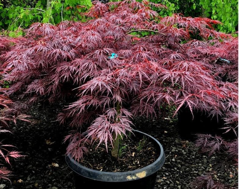 8 Low Maintenance Oregon Shade Trees