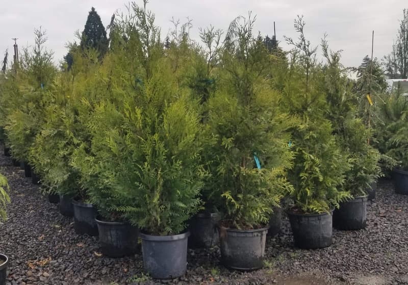 Best Oregon Privacy & Windbreak Trees