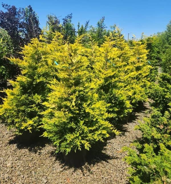 Gold Rider Leyland Cypress trees