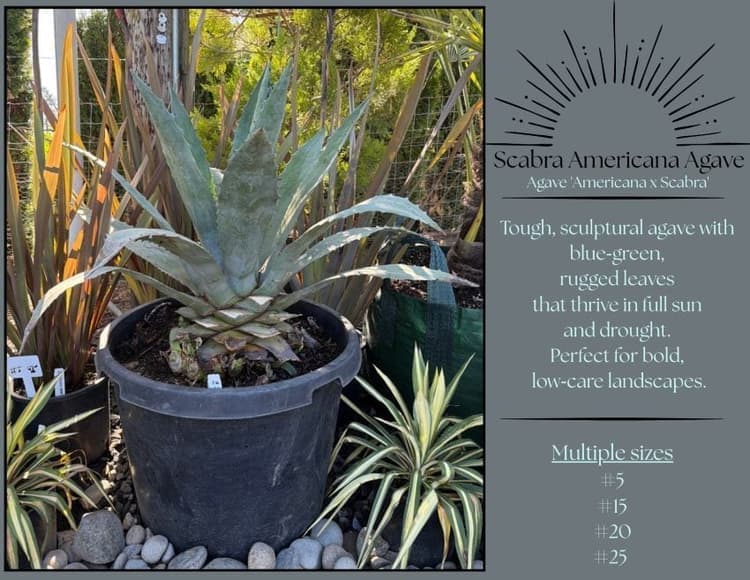 Scabra Americana
